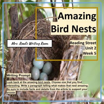Amazing bird nests