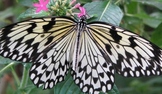 Real Butterfly Photos