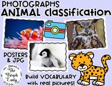 Real-Life Animal Pictures | Animal Classification Centres 