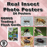 Insect Bug Vocabulary Posters & Cards