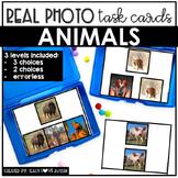 Real Photo Task Cards: Animals