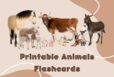 Real Photo Animals Flash Cards