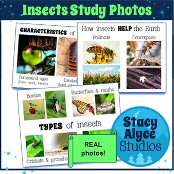 Preview of Real Photos/Pictures for Creative Curriculum INSECTS Study: Preschool Visual Aid