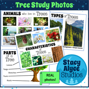 Preview of Real Photos/Pictures for Creative Curriculum Trees Study: Preschool Visual Aid