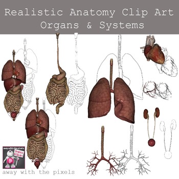 Preview of Realistic Anatomy Clip Art - Human Body Organs and System Images, Digestive