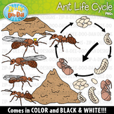 Realistic Ant Life Cycle Clipart {Zip-A-Dee-Doo-Dah Designs}