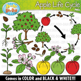 Realistic Apple Life Cycle Clipart {Zip-A-Dee-Doo-Dah Designs}