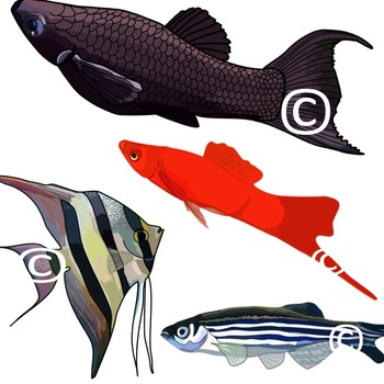 Realistic Fish Clip Art Illustrations by UtahRoots