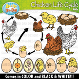 Realistic Chicken Life Cycle Clipart {Zip-A-Dee-Doo-Dah Designs}