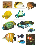 Realistic Commercial Clip Art: Coral Reef Fish