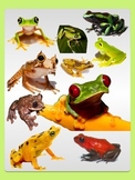 Realistic Commercial Clipart : Rainforest Frogs