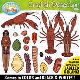 Realistic Crayfish Dissection Clipart Set {Zip-A-Dee-Doo-D