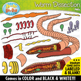 Realistic Earthworm / Worm Dissection Clipart Set {Zip-A-D