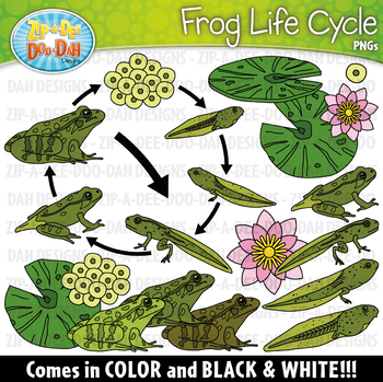 Preview of Realistic Frog Life Cycle Clipart {Zip-A-Dee-Doo-Dah Designs}