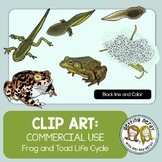 Frog Life Cycle - Clip Art