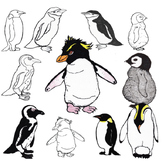 Realistic Penguin Clipart Commercial Use OK