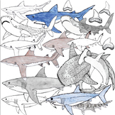 Realistic Shark Clipart: Commercial Use OK