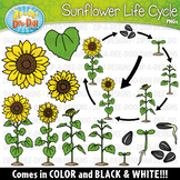 Realistic Sunflower Life Cycle Clipart {Zip-A-Dee-Doo-Dah 