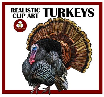 realistic turkey drawings