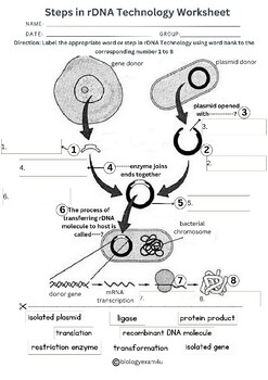 Preview of Recombinant DNA Technology worksheet with answer key