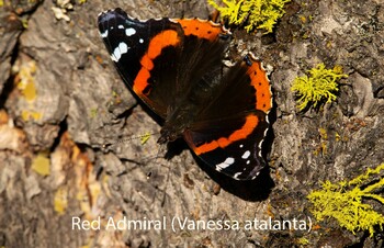 Preview of Red Admiral butterfly 11 x 17 poster. (Vanessa atalanta)