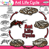 Red Ant Life Cycle Clipart Images: Bugs & Insects Clip Art