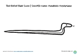 Red Bellied Black Snake Poster and Colour In Worksheet Aus