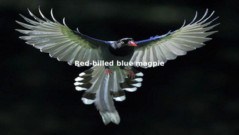 Preview of Red Billed Blue Magpie