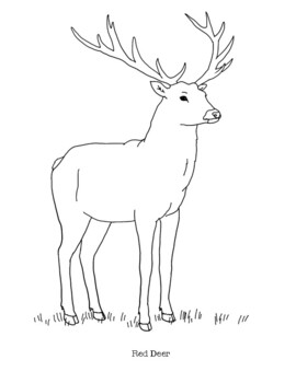 buck coloring pages