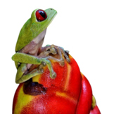 Red-Eye Tree frog clip art, picture without background, and photo