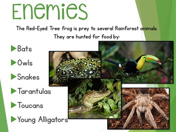 Red Eyed Tree Frog PowerPoint Presentation by Kelly Ganzenmuller