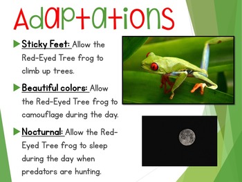 red eyed tree frog predators