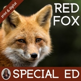 Red Fox Unit for Special Education | Forest Biome