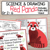 Red Panda Mammal Directed Drawing | Classification | How t