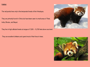 Red Panda Power Point Endangered Animal Facts Information Pictures