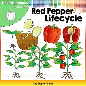 Red Pepper Lifecycle Clip Art by Tiny Graphics Shack | TpT