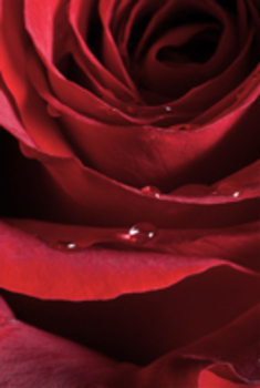 Preview of Red Rose, Up Close