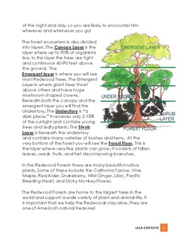 Forest Redwood Forests by Laila Camacho | Teachers Pay Teachers