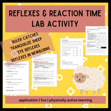 Reflexes & Reaction Time Lab Activities- Nervous System, A
