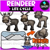 Reindeer Life Cycle Clip Art Set {Educlips Clipart}