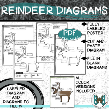 Reindeer Diagram Poster and Student Pages by Backwoods Barn Sketch