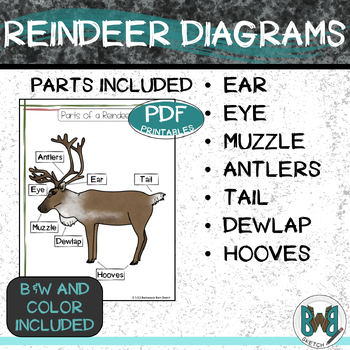 Reindeer Diagram Poster and Student Pages by Backwoods Barn Sketch
