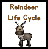 Reindeer Life Cycle