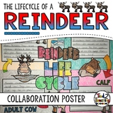 Reindeer Life Cycle Activity: Collaborative Research Poster