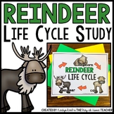 Reindeer Life Cycle | Centers, Activities and Worksheets |