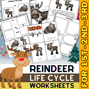 Reindeer Life Cycle | Winter Activities and Worksheets | Winter Animals ...