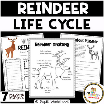 Reindeer Life Cycle Worksheets I Winter Science I Animal Fact Activity