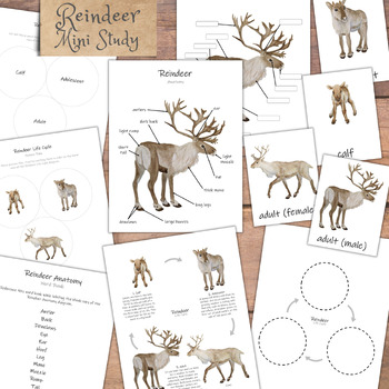 Reindeer Mini Study: life cycle, anatomy diagrams, Christmas lesson plan