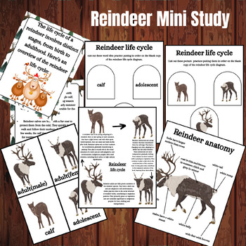 Reindeer Mini Study: Life Cycle, Anatomy Diagrams, Winter Lesson Plan 