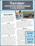 Reindeer Christmas Reading Passage & Questions: Printable 